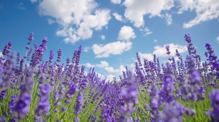 Obraz premium Purple lavender flowers grow abundantly in a vast flower field with a bright blue and cloudy sky in the background.