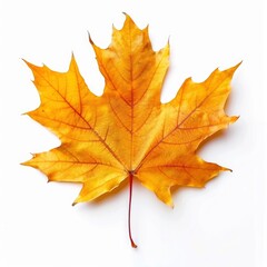 Obraz premium A single vibrant orange maple leaf isolated on a white background.