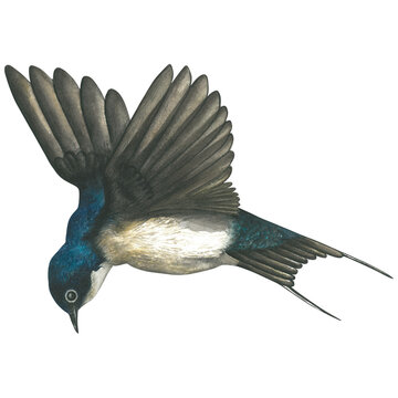 Watercolor illustration of a flying swallow.Hand drawn, isolated on a transparent background