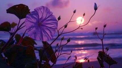 Beach moon flower Ipomoea violacea