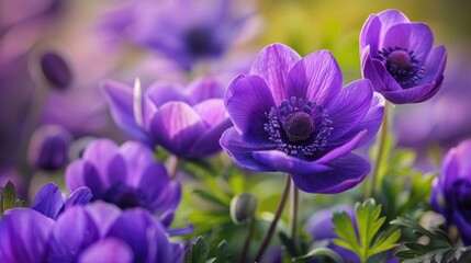 Beautiful Spring Flower the Purple Anemone Coronaria