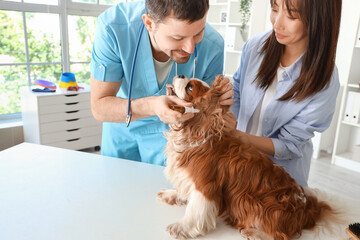 Male veterinarian with owner putting drops into dog's ear in clinic
