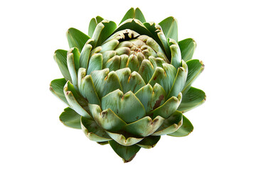Fototapeta premium Green Globe artichoke with a purple base is isolated on a white background.