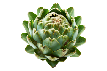 Green Globe artichoke with a purple base is isolated on a white background.