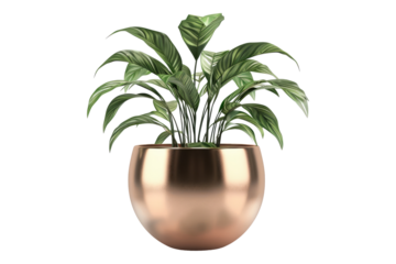 Cooper plant pot isolated on transparent background
