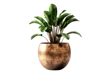 Cooper plant pot isolated on transparent background