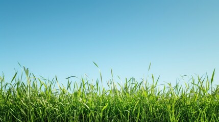 Fototapeta premium Grassy field under clear blue sky