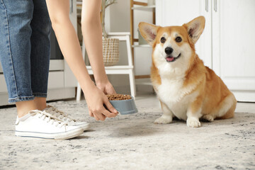 Woman with bowl of dry food feeding her cute Corgi dog in kitchen at home