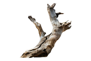 driftwood isolated on transparent background