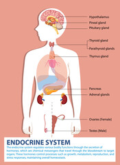 Obraz premium Illustration of endocrine glands and their functions