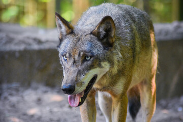 Wolf stands and pants in the zoo.