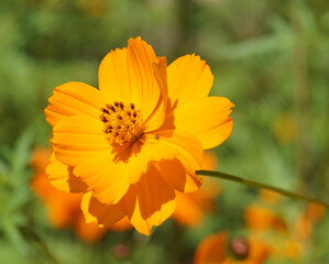 orange flower in the garden