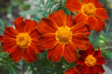 close up of three flowers