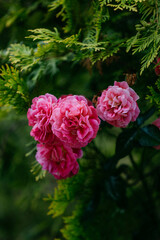 Roses bloom in the garden in summer