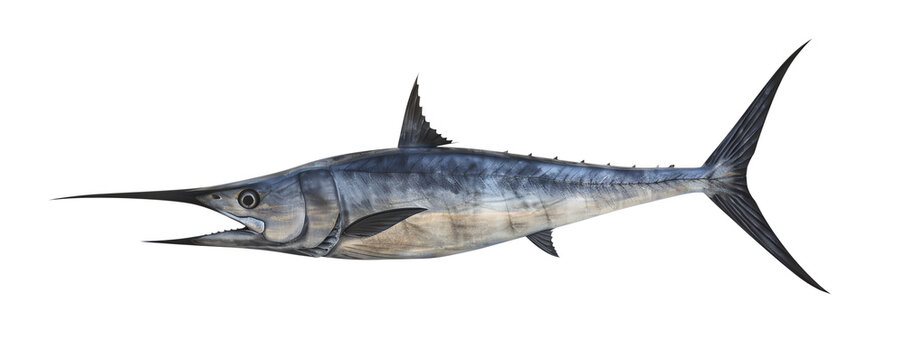 A detailed illustration of a swordfish with a streamlined body and a long, pointed bill, showcasing its distinct features on a white background.