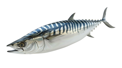 High-quality image of a fresh mackerel fish with vibrant silver scales and distinctive patterns, isolated on white background.
