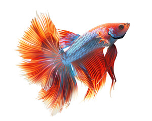 Fototapeta premium Vibrant and colorful Betta fish with flowing fins and vivid colors is gracefully swimming, isolated on a white background.