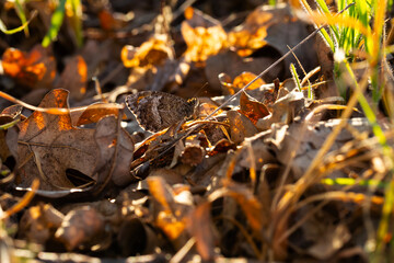 Butterfly. False Grayling. Arethusana arethusa. Nature background. 