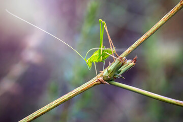 Green grasshopper. Tettigonia viridissima. Nature background. 