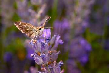 Butterfly. Carcharodus alceae. Mallow Skipper. Nature background. 