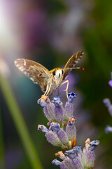 Butterfly. Carcharodus alceae. Mallow Skipper. Nature background. 