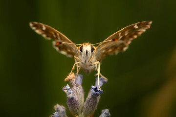 Butterfly. Carcharodus alceae. Mallow Skipper. Nature background. 