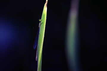 Dragonfly. Macro nature. Nature background. 