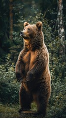 A Grizzly Bear Standing Tall in the Forest