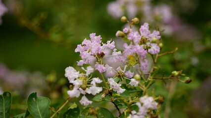 Close-up of Rosa multiflora flowers blooming in the garden