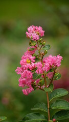 Close-up of Rosa multiflora flowers blooming in the garden