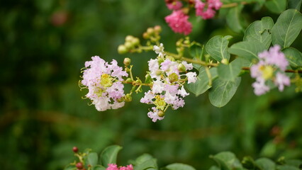 Obraz premium Close-up of Rosa multiflora flowers blooming in the garden