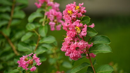 Close-up of Rosa multiflora flowers blooming in the garden