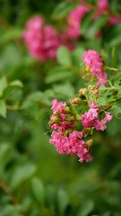 Close-up of Rosa multiflora flowers blooming in the garden