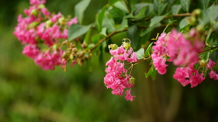 Close-up of Rosa multiflora flowers blooming in the garden