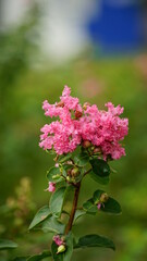 Close-up of Rosa multiflora flowers blooming in the garden
