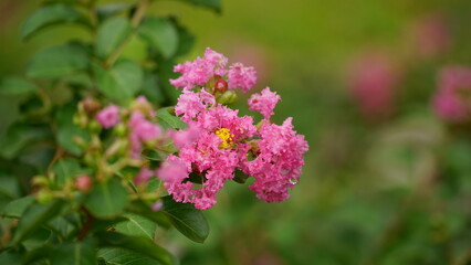 Close-up of Rosa multiflora flowers blooming in the garden