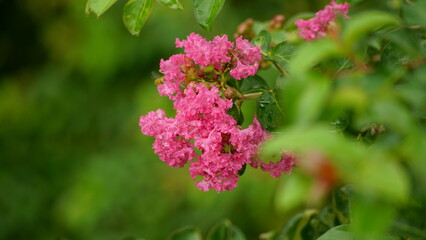 Close-up of Rosa multiflora flowers blooming in the garden
