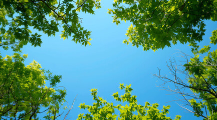 Fototapeta premium leaves against blue sky