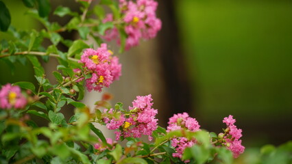 Close-up of Rosa multiflora flowers blooming in the garden