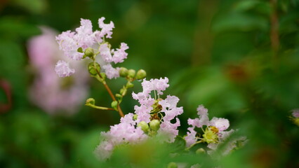 Close-up of Rosa multiflora flowers blooming in the garden