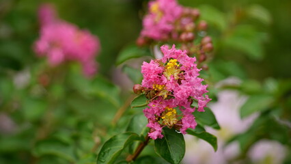 Close-up of Rosa multiflora flowers blooming in the garden