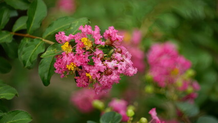 Close-up of Rosa multiflora flowers blooming in the garden