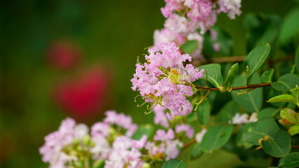 Close-up of Rosa multiflora flowers blooming in the garden