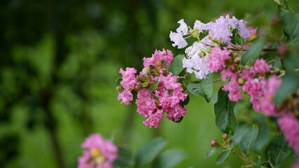 Close-up of Rosa multiflora flowers blooming in the garden