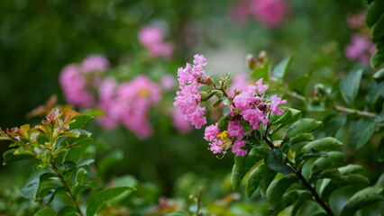 Close-up of Rosa multiflora flowers blooming in the garden