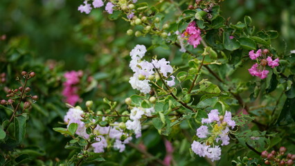 Fototapeta premium Close-up of Rosa multiflora flowers blooming in the garden
