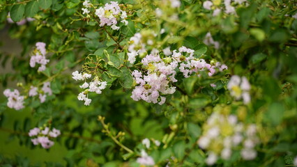 Fototapeta premium Close-up of Rosa multiflora flowers blooming in the garden