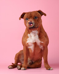 A joyful Staffordshire Bull Terrier is caught in a playful moment, gazing upward at floating bubbles against a soft pink background