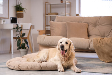 Adorable Labrador dog lying in pet bed at home