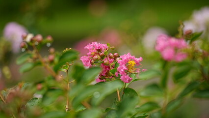 Close-up of Rosa multiflora flowers blooming in the garden